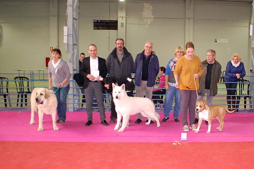 Concurso canino Sariñena