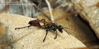 El Observatorio Ciudadano de la Biodiversidad de la Baja Ribagorza alcanza las 2.025 especies