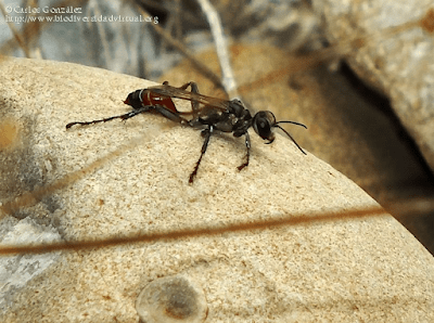 Prionyx kirbii, nueva especie incorporada al catálogo del OCB Baja Ribagorza (Fotografía: Carlos González)