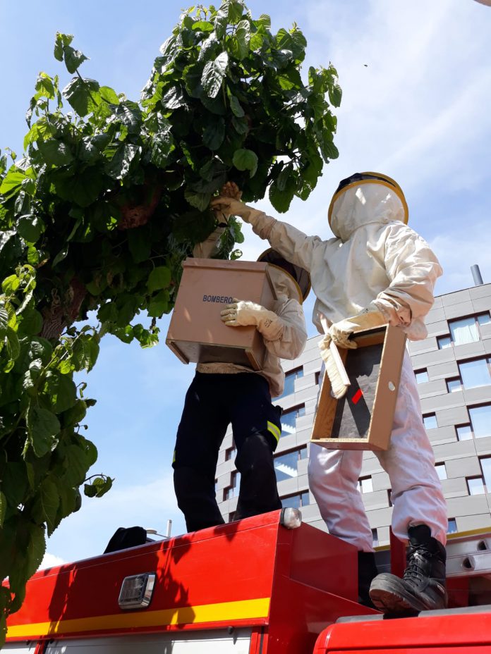 Abejas Cinca Medio