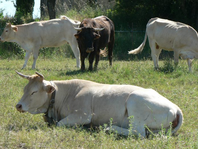 vacas