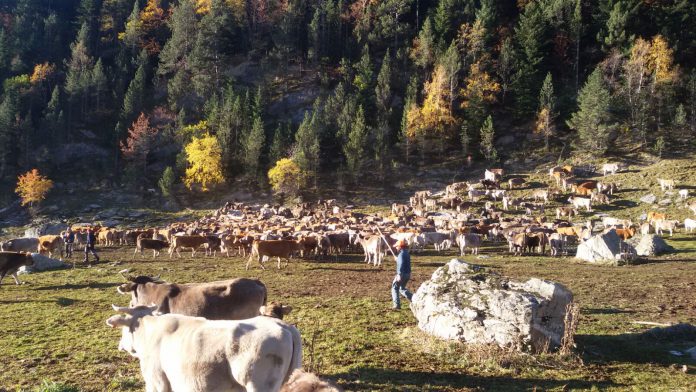 Tría de ganado en la cabaña del Tormo (Foto: Luis Guirao)