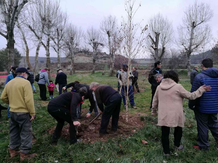 Plantación
