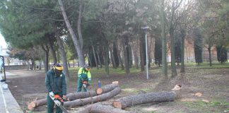 Apeo de pinos en el entorno del Espacio Joven por el riesgo de caída debido a las raíces estrangulantes