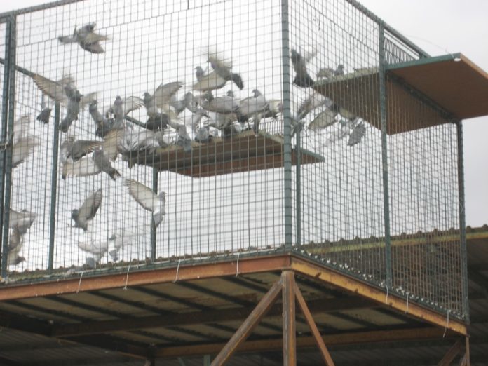 palomas