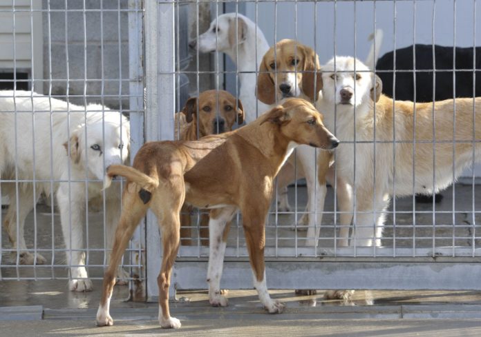 DPH_CentroRecogida_Perros_P. OTIN
