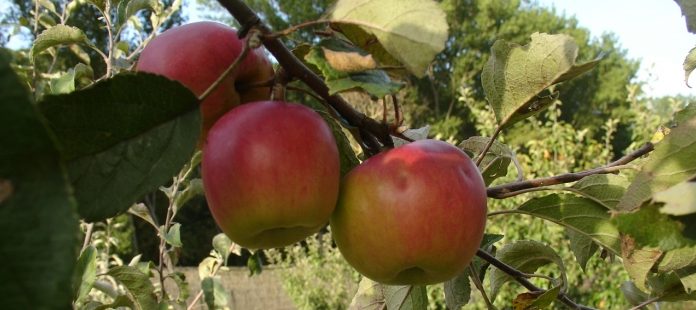 Los sabores y la recuperación de las variedades de fruta de montaña, dos propuestas del CITA en el II Congreso “Hecho en los Pirineos”