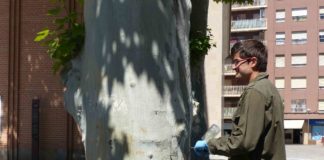 Aplican un tratamiento de endoterapia en los 13 plataneros de la plaza Aragón