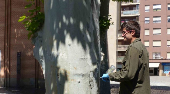 Aplican un tratamiento de endoterapia en los 13 plataneros de la plaza Aragón