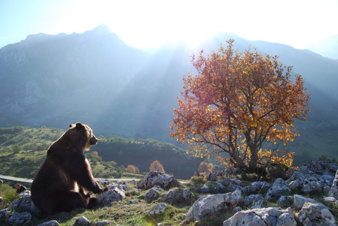Fotograma de la película ¿Para qué sirve un oso?