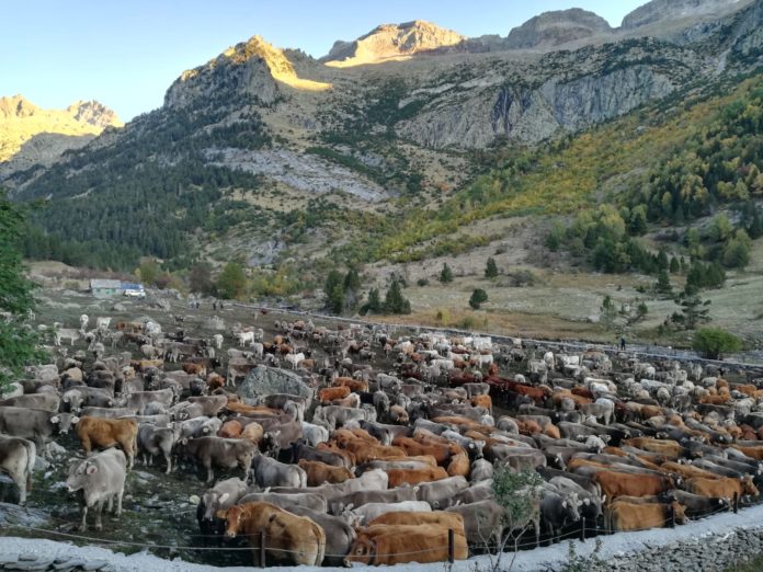 El ganado reunidoen la cabaña del Tormo momentos antes de iniciarse la tría de este año (Foto: Félix Jordán de Urriés)