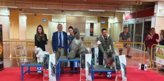 El II Campeonato Nacional de Belleza Canina atrae a medio centenar participantes
