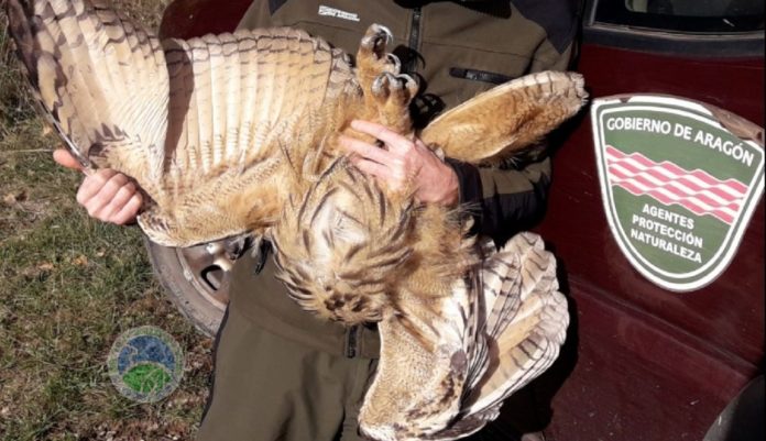 El ejemplar del búho real hallado por los APNs (Foto: Servicio especial)