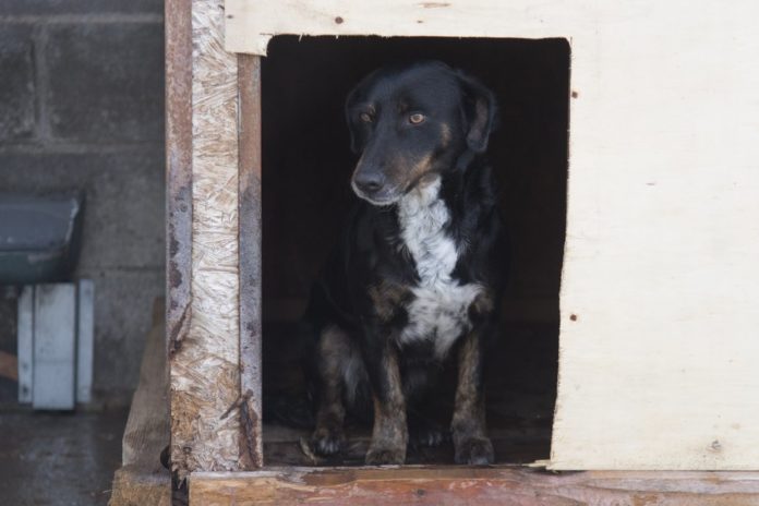Perros en adopción DPH