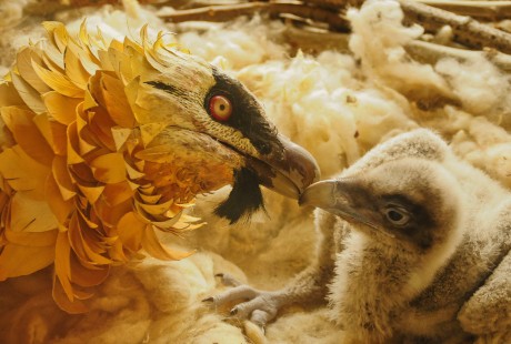 imagenes_Cria_por_impronta_natural_en_aislamiento_humano_1f6ac0dd
