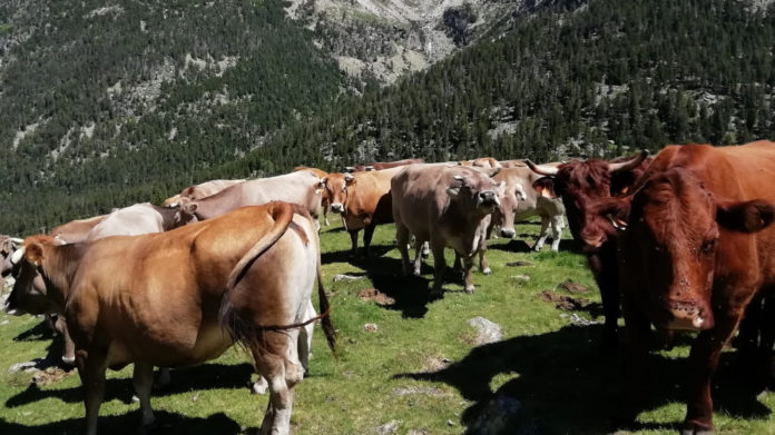 El ganado está ya pastando en los prados de verano del Valle de Benasque (Foto: Jorge Mayoral)