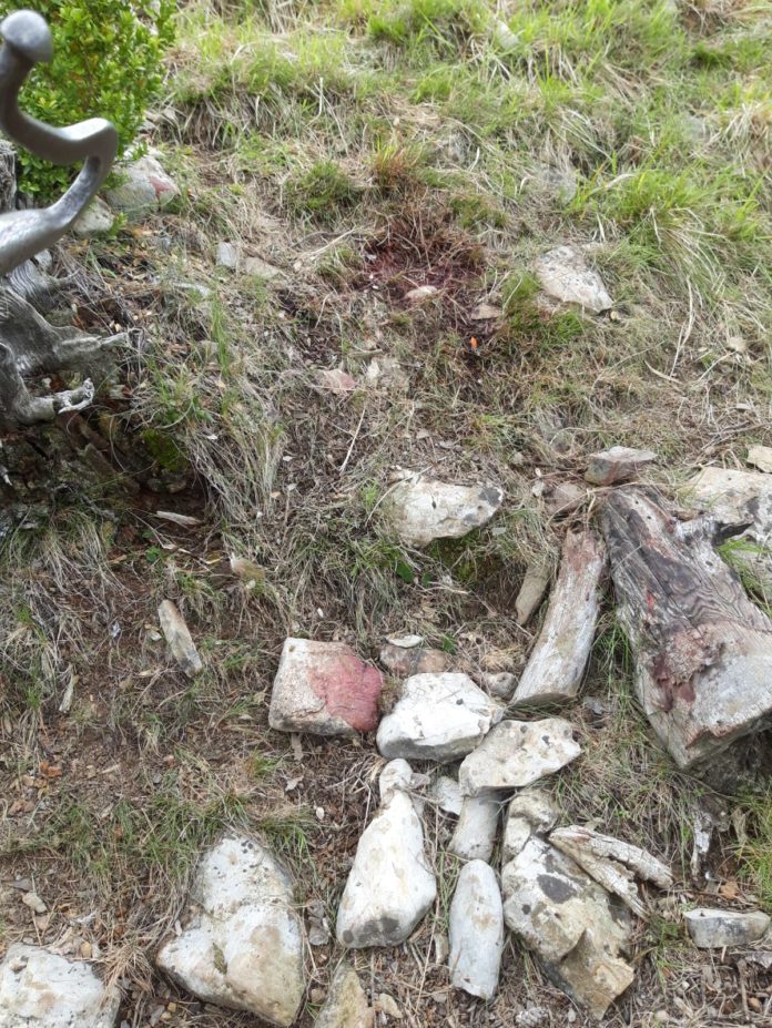 Huella y rastros de la osa en la zona del ataque al ganado (Foto: Servicio especial)pr