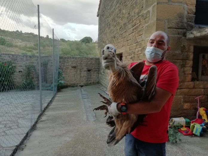 Buitre rescatado en Biscarrués