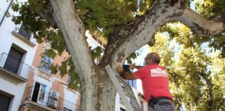 Barbastro trata la afección de sus plataneros