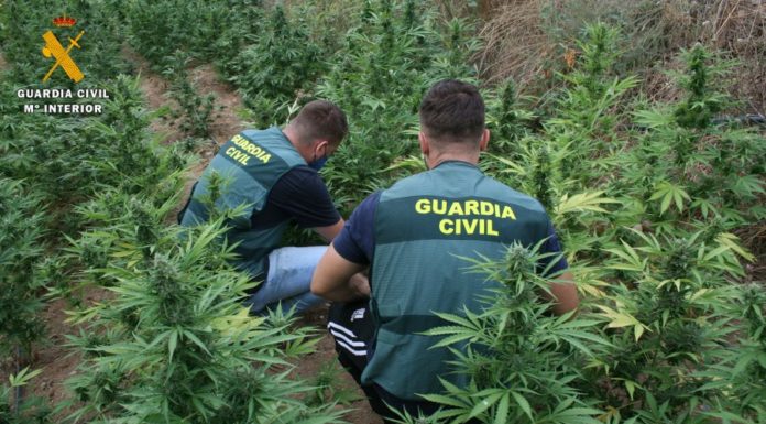 La Guardia Civil localiza una plantación de marihuana en Binéfar