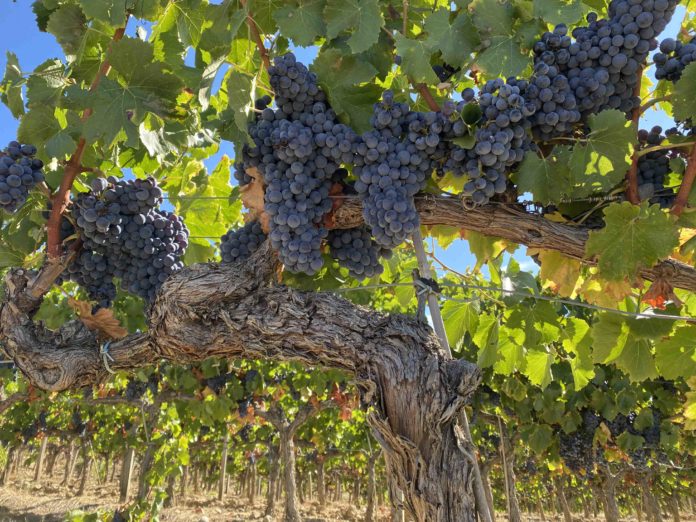 web DOP SOMONTANO Vendimia 2020 (13) uva Garnacha