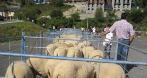 Feria ganado Sallent Pirineos 2024