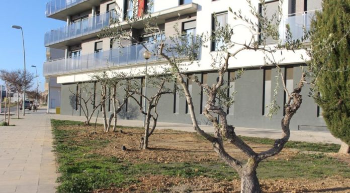 Trasladados los siete olivos de la plaza de la Litera de Binéfar