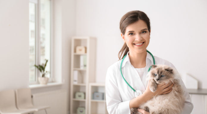 Tu mascota tiene veterinario gratis en el móvil