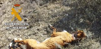 La Guardia Civil investiga a dos personas por maltrato animal