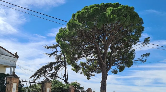 Binéfar actualizará su catálogo de árboles singulares y medirá la huella de carbono