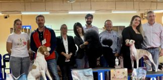 El VI Concurso Nacional de Belleza Canina ‘Ciudad de Monzón’ reúne a más de 100 participantes