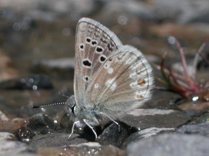 Mariposas