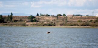 El Gobierno de Aragón continúa apostando por la recuperación ambiental de la Laguna de Sariñena