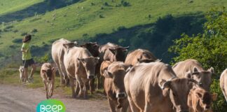 DPH lidera un proyecto de casi 2 millones de euros para impulsar la ganadería extensiva en el pirineo de Huesca y Lleida