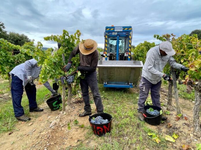 DOP SOMONTANO Vendimia 2024 Bodega VIÑAS DEL VERO