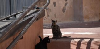 El Ayuntamiento de Monzón recuerda la obligación de identificar a los gatos con microchip