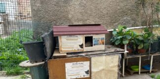 El Ayuntamiento de Monzón retirará la comida para gatos que no esté en los sitios autorizados