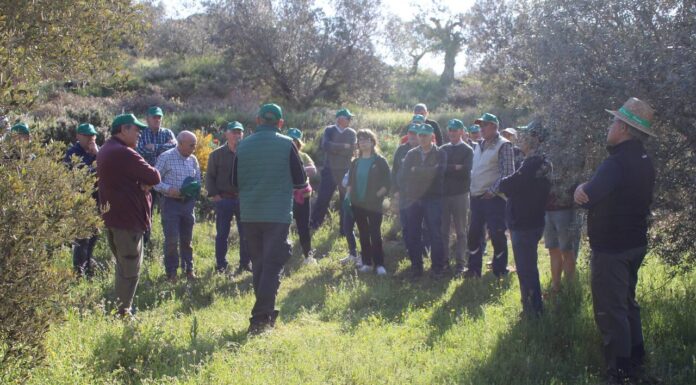 Demostración de poda de olivo en Tamarite de Litera
