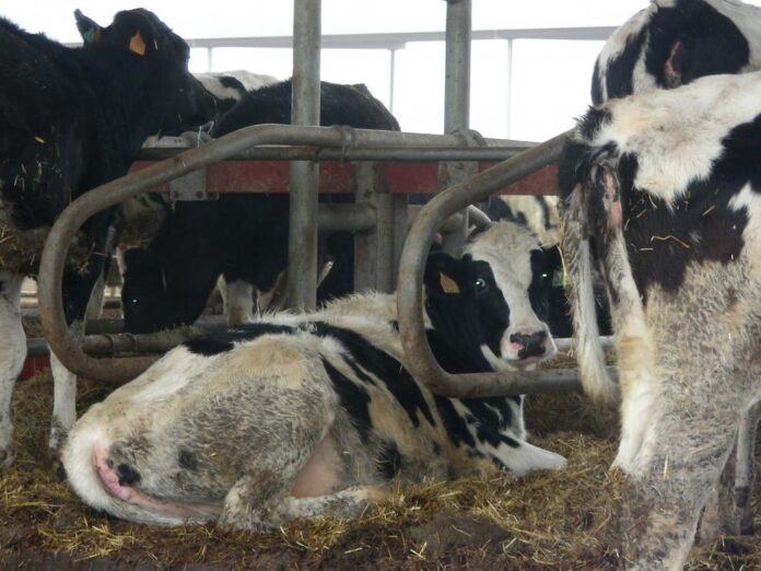 El Departamento de Agricultura solicita reforzar las precauciones para evitar la Dermatosis Nodular Contagiosa tras el negativo detectado en un caso en Tamarite de Litera