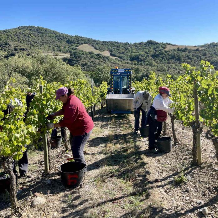 DOP SOMONTANO Vendimia 2025 VIÑAS DEL VER (Secastilla)