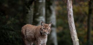 La Comarca de Los Monegros celebra la decisión del Gobierno de Aragón de descartar la reintroducción del lince en el territorio