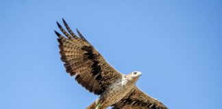 Una de las águilas de Bonelli liberadas en Aragón inicia la reproducción en Guara