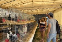 La Expoferia de Sobrarbe concluye su 41ª edición con el apoyo incondicional del público a pesar del calor
