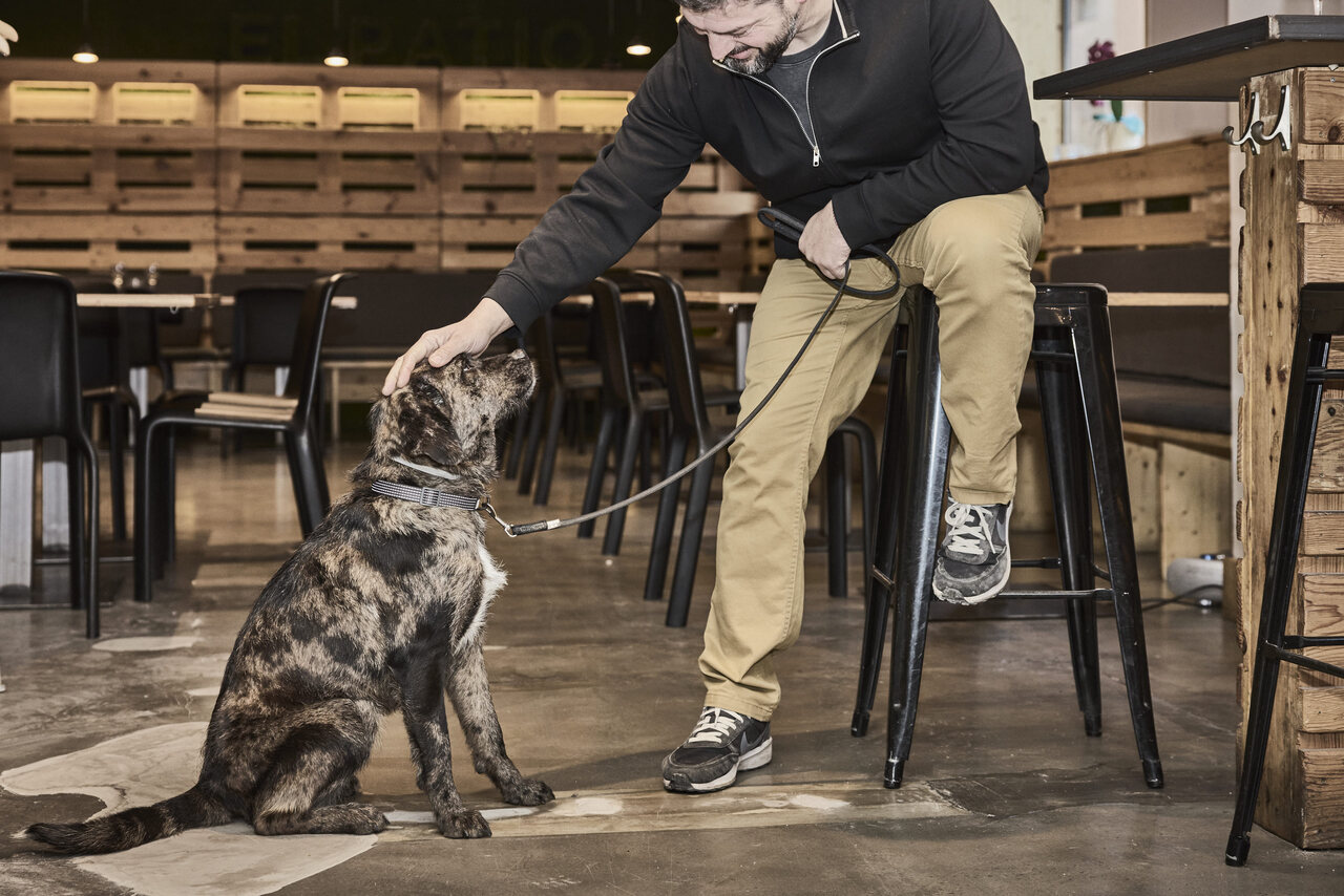 La Ruta del Vino Somontano, finalista de los International Wine Challenge Industry Awards 2026 con su proyecto «Enoturismo con perros»